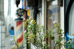 床屋の花