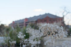 赤レンガ倉庫と枯紫陽花