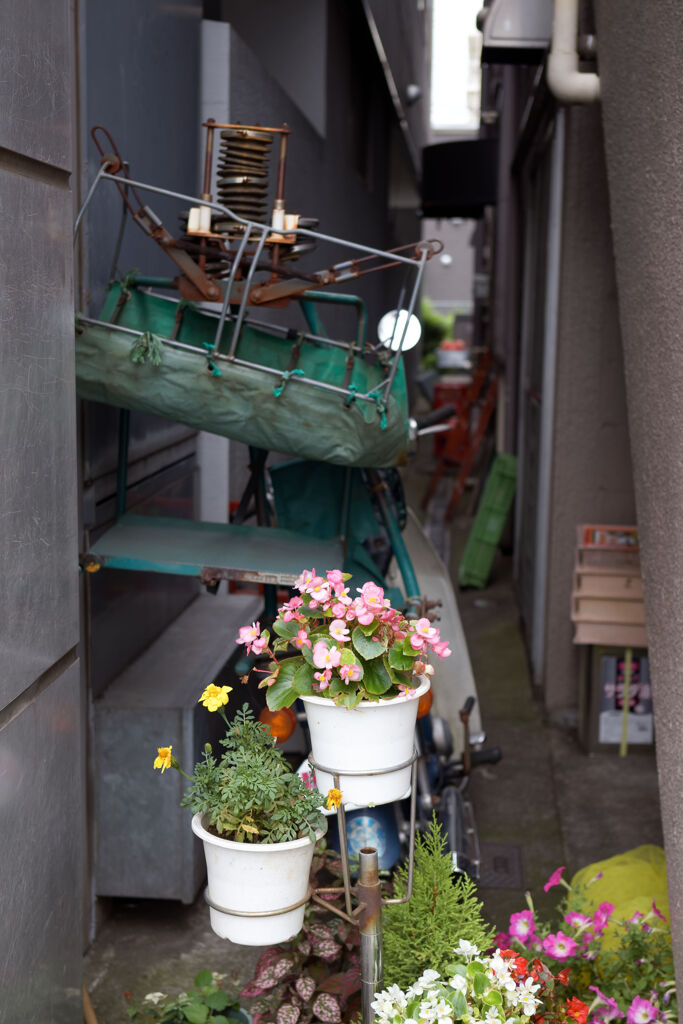 花とカブ