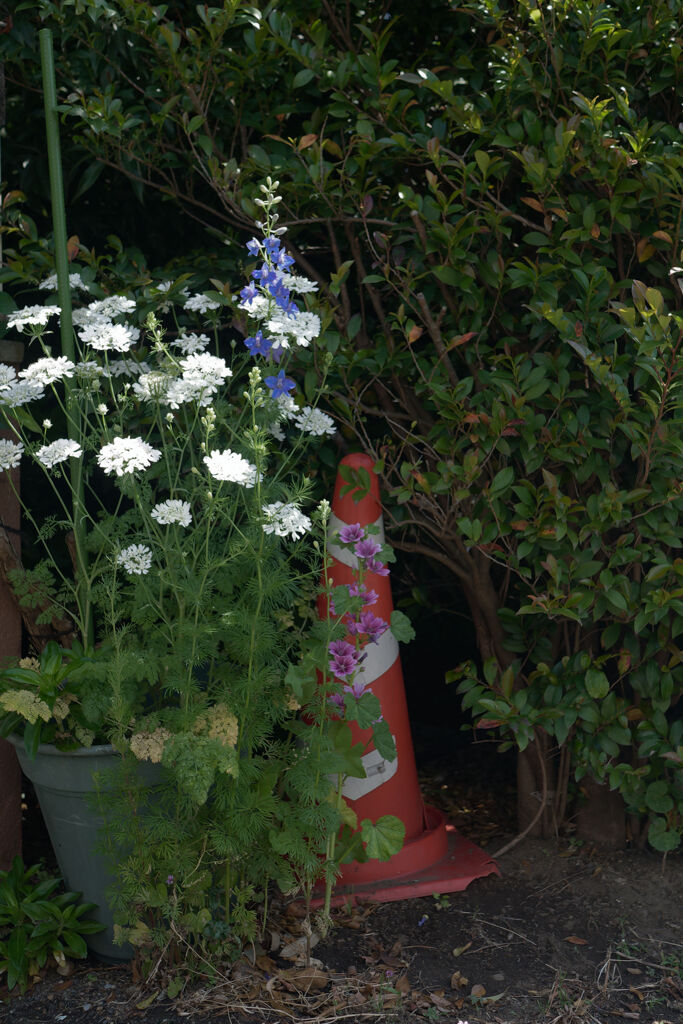 花に隠れて