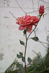枯れゆく花