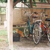 駐輪場の猫