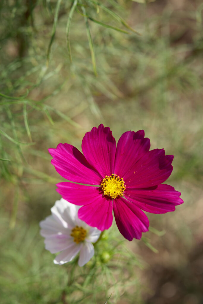 COSMOS