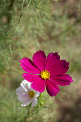 COSMOS