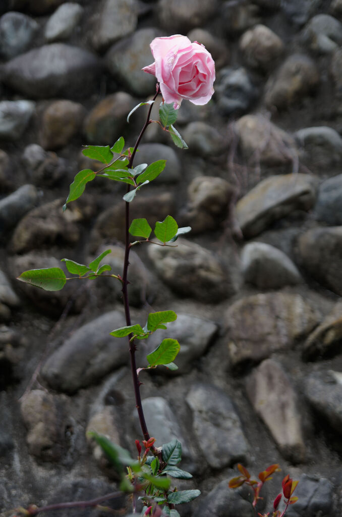 薔薇一本