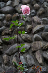 薔薇一本