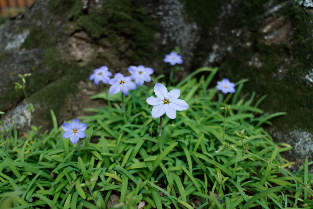 根元に