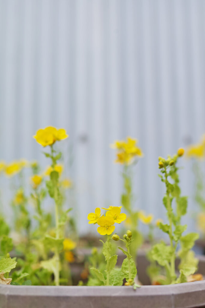 ちいさな菜の花