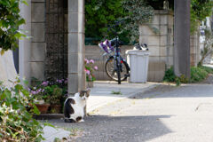 街角猫