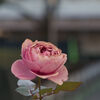 薔薇