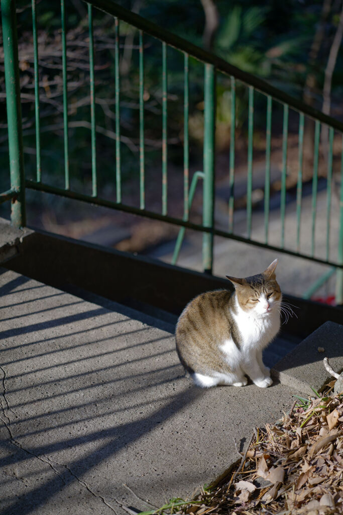階段の猫