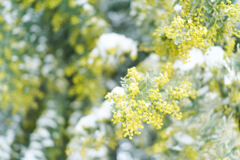 ミモザに雪