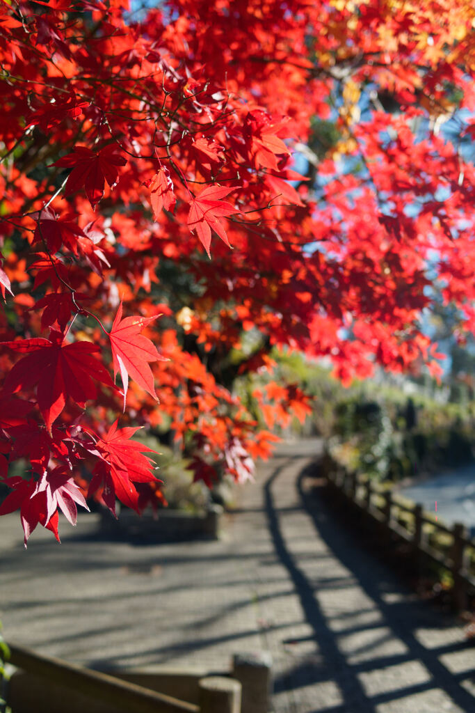 坂道の紅葉