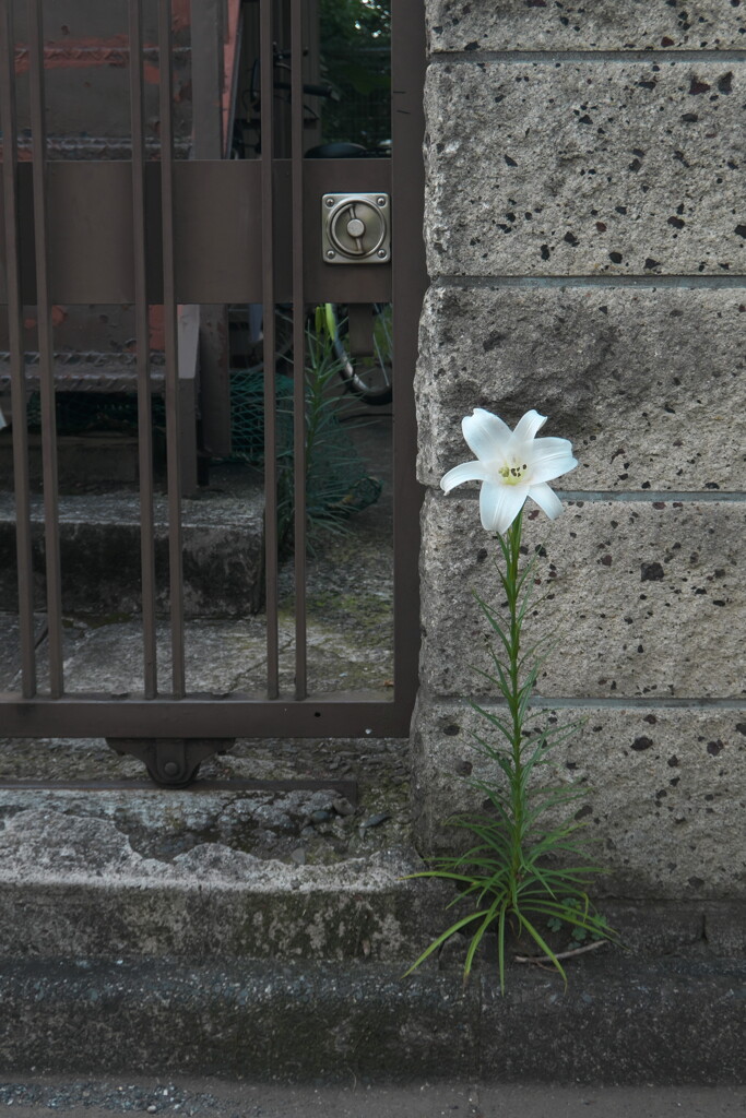 百合