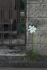 百合