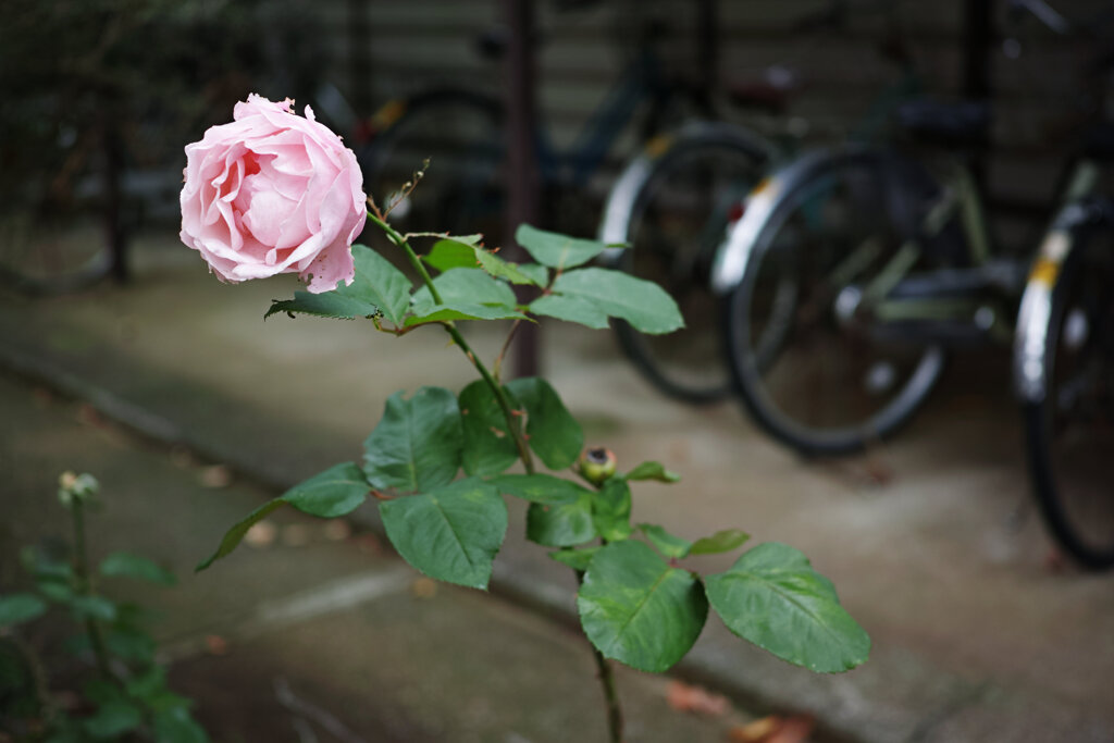 駐輪場の薔薇