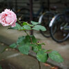 駐輪場の薔薇