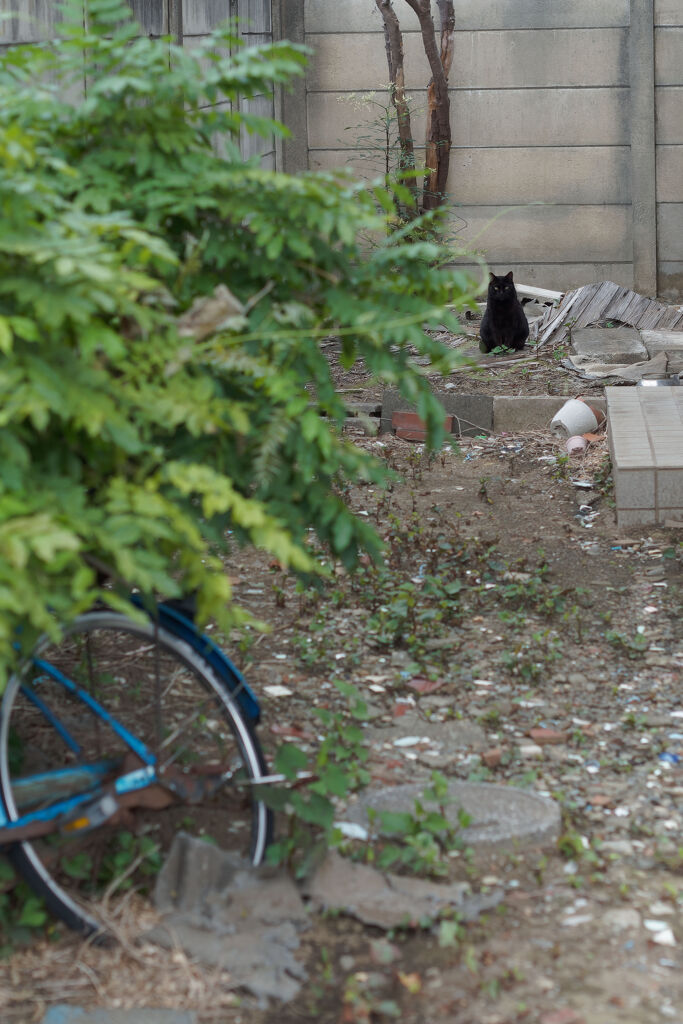 黒猫
