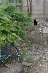 黒猫