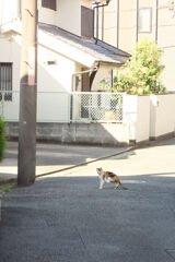 かゆかゆ