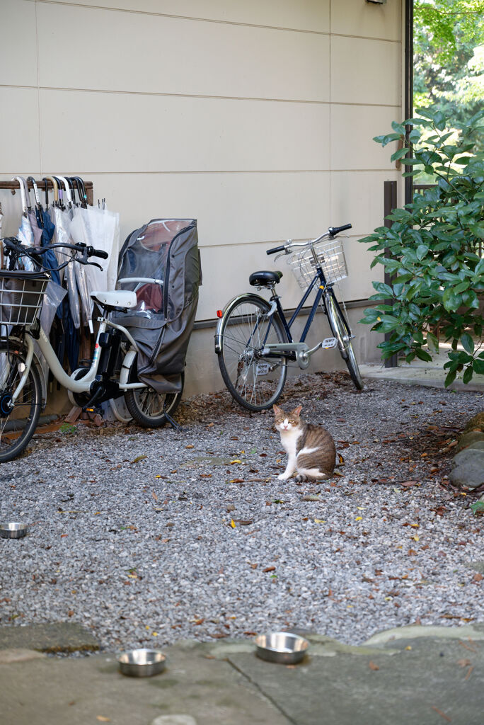 ごはんまだかにゃ？