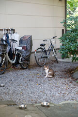 ごはんまだかにゃ？