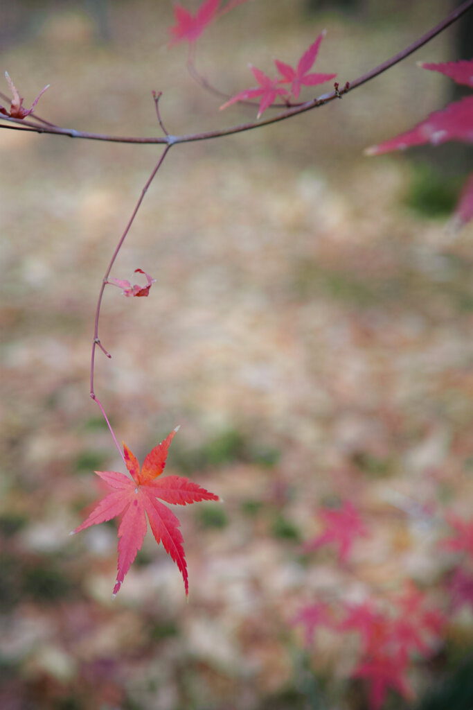 紅葉