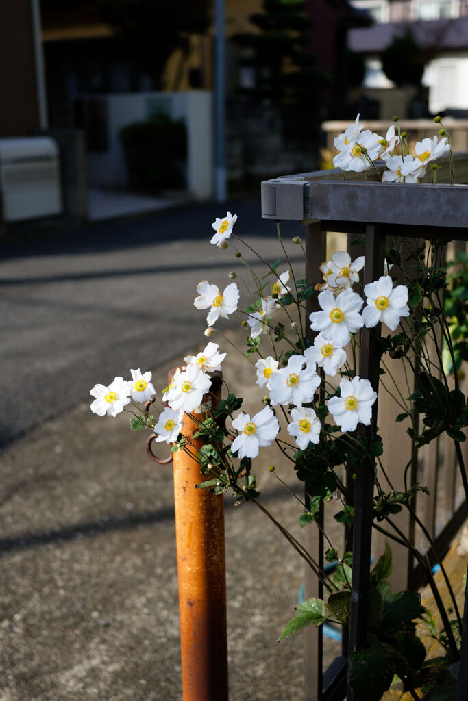 曲がり角に咲く