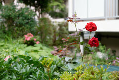 団地の薔薇
