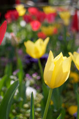 tulip