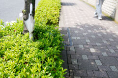 植込みの傘