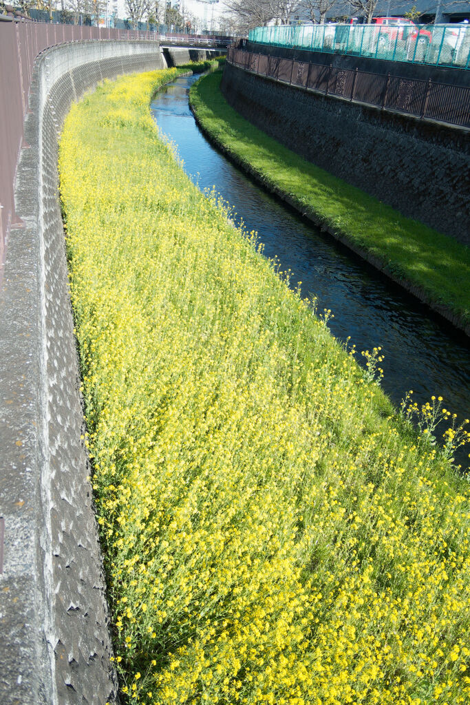 水路の菜の花