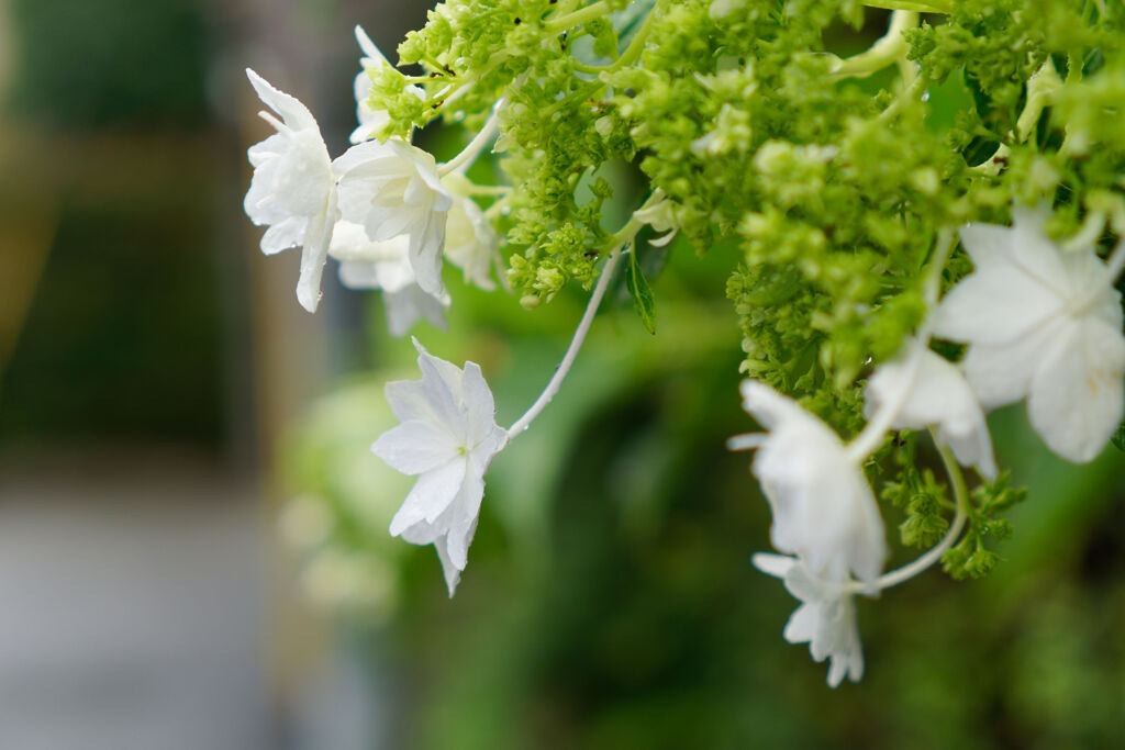 残り紫陽花