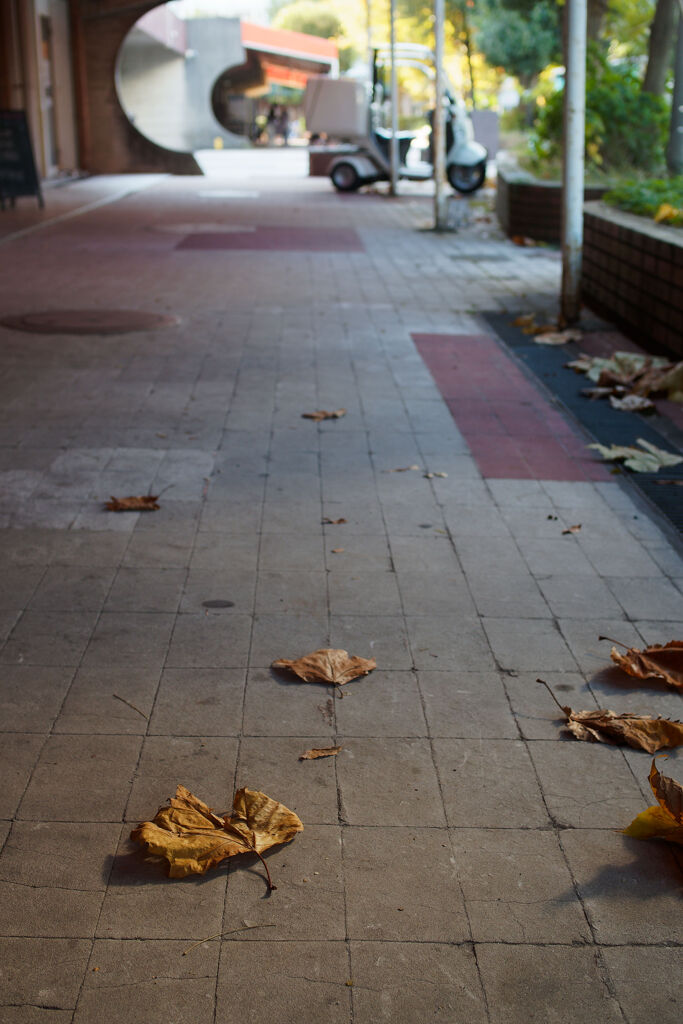 歩道の落葉
