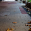 歩道の落葉