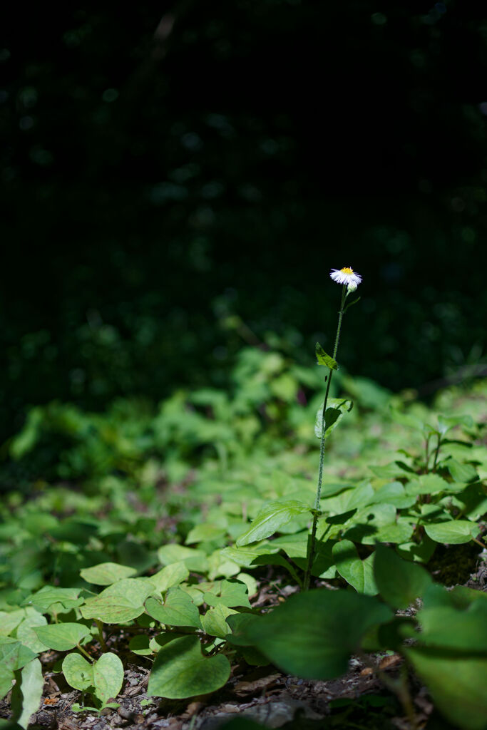 一本だけで