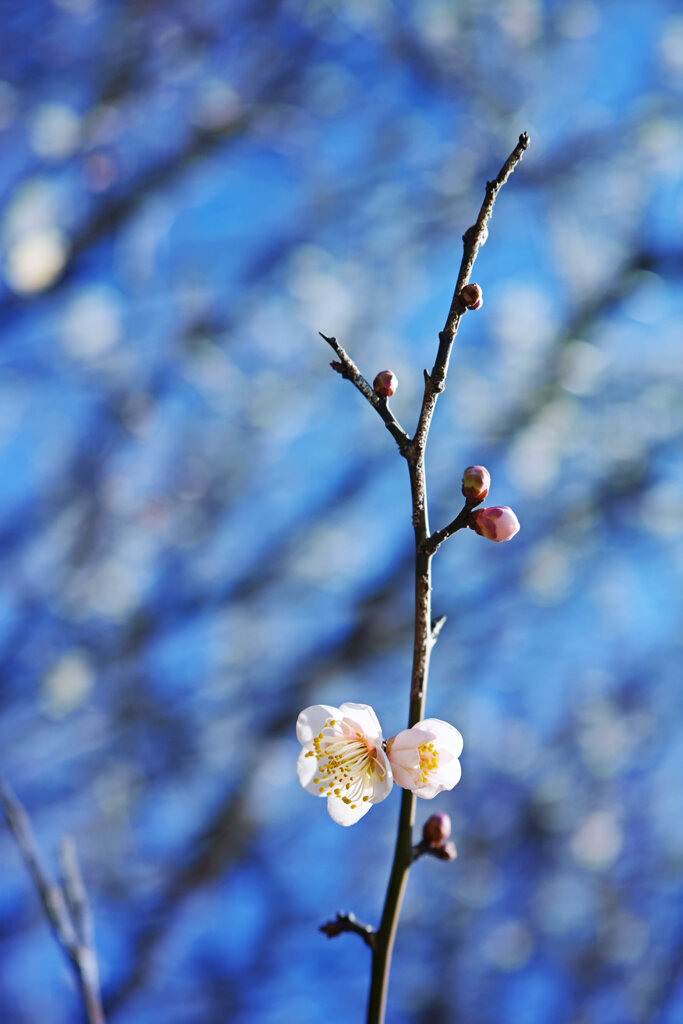 梅の季節