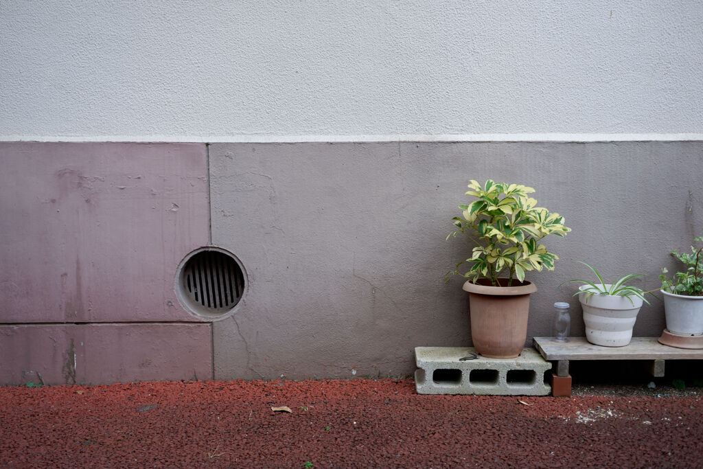 鉢植え