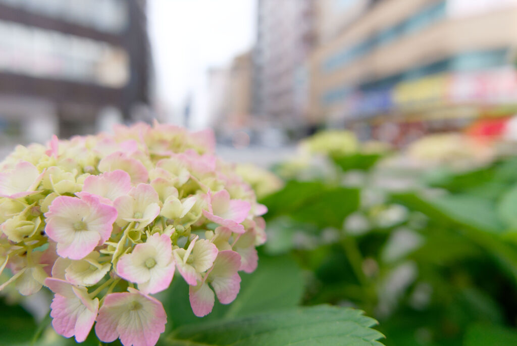 交差点の紫陽花