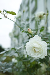団地に咲く薔薇