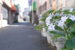 商店街に咲く