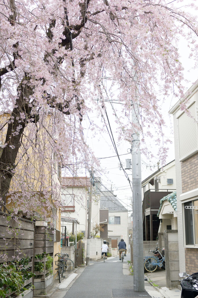 桜咲く路地を