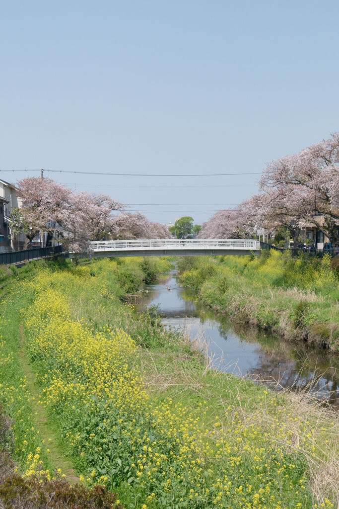 野川にて