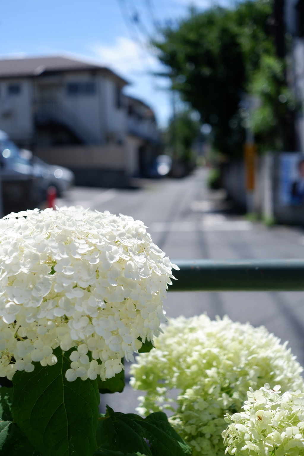 つきあたりの紫陽花
