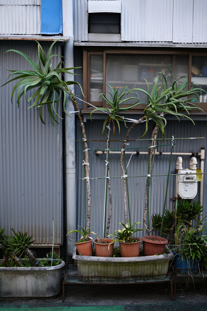 四つの鉢植