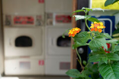 コインランドリーにて