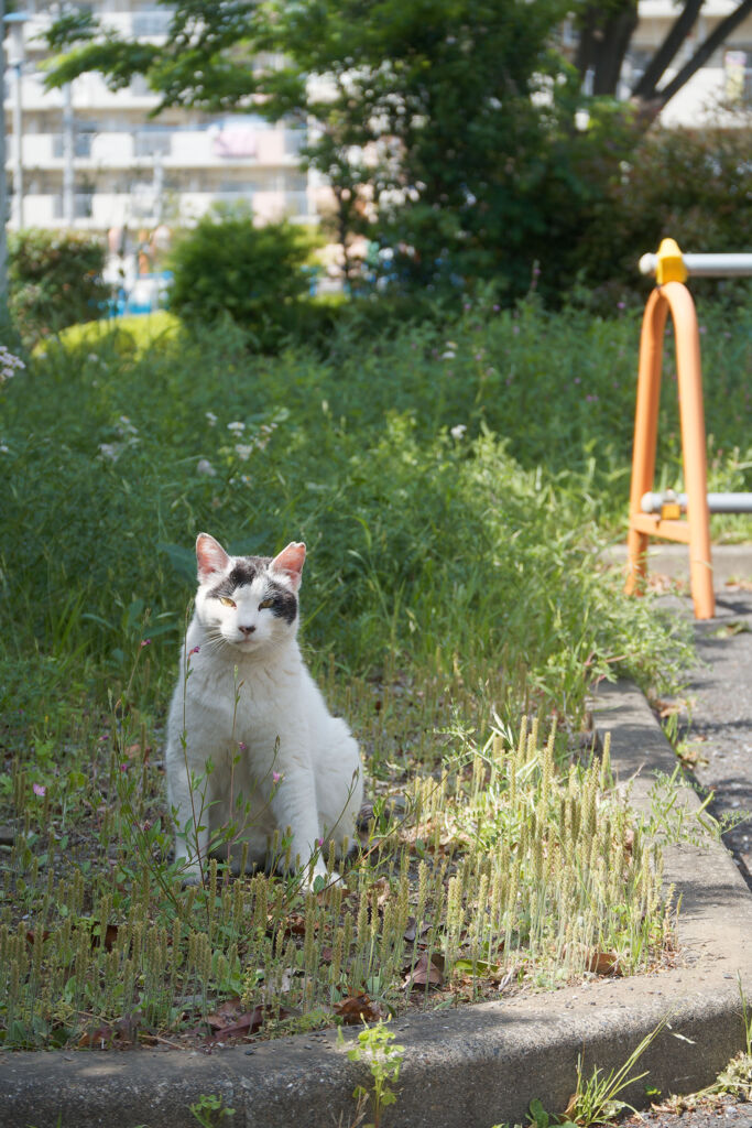 藪猫