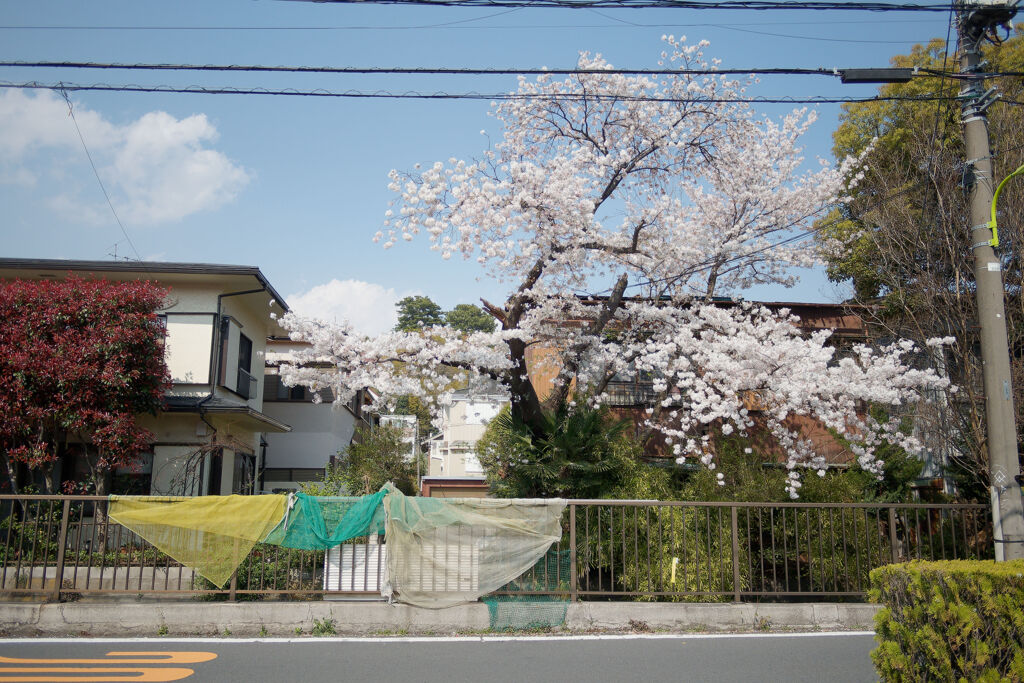 桜とネット