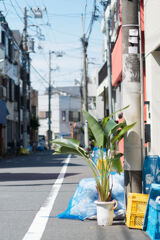 通りに
