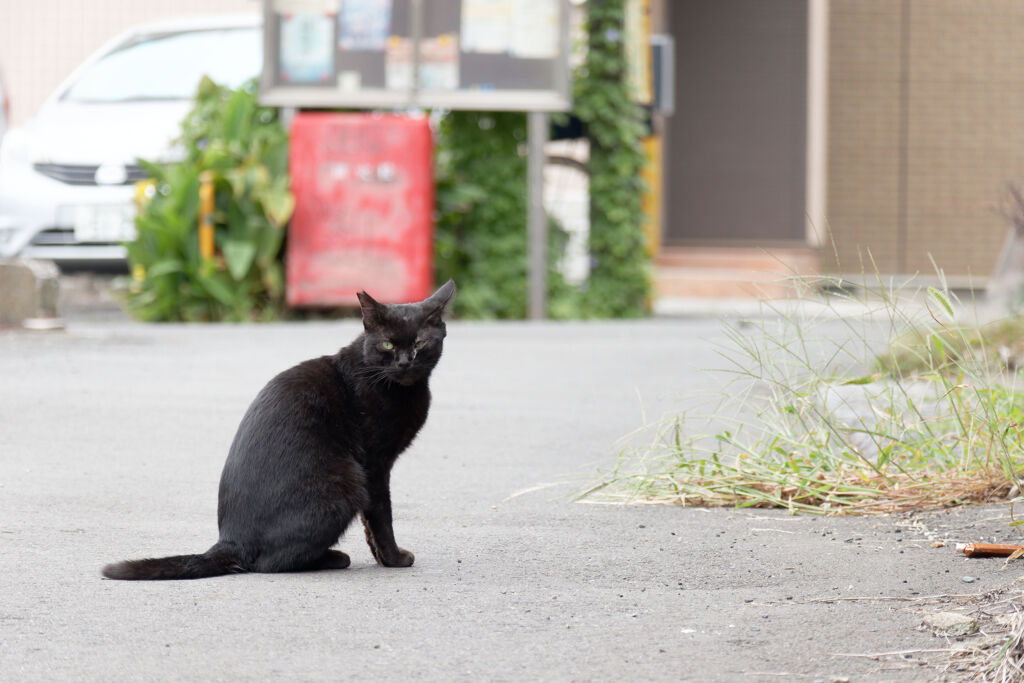 黒猫